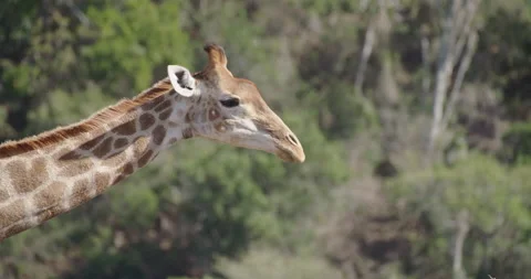 Giraffe browsing Stock Footage 141943081