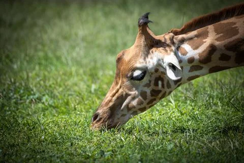 A giraffe browsing on grass Stock Photos