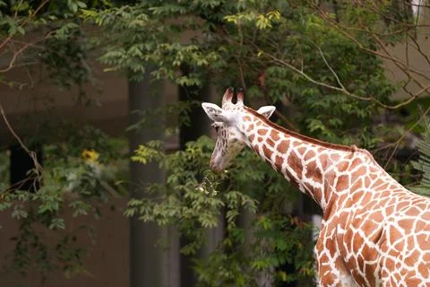 Giraffe Browsing Leaves Stock Photos