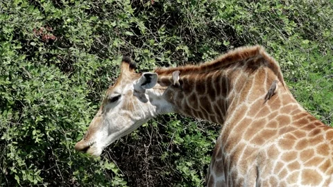 Giraffe browsing with ox peckers on neck Stock Footage 146326526