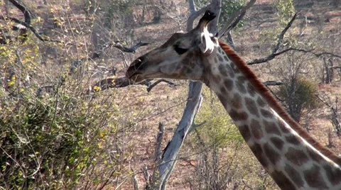 Giraffe - browsing in tree CU Video stock 56920651