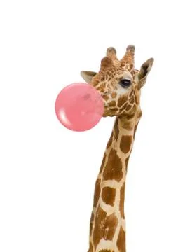 Giraffe with bubble gum Stock Photos