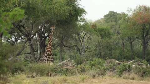 A giraffe bull standing below a tree and feeding on the leaves above him Stock Footage 342029934
