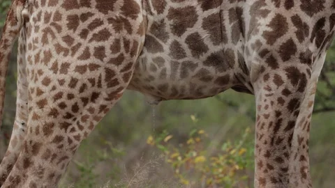 Giraffe bull urinating close up Stock Footage 273060477