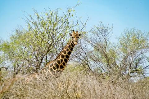 Giraffe in Bush Stock Photos