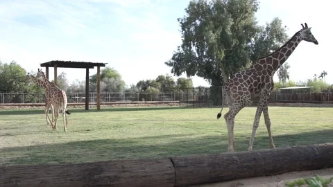 Giraffe C0150 스톡 동영상 89313815