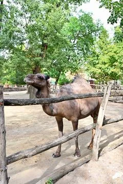 Giraffe Camel Grazing Behind Rustic Wooden Fence in Animal Enclosure Stock Photos
