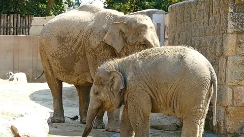 Giraffe Camelopard in Zoo HD Video Footage for your Project Video stock 115592204