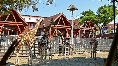 Giraffe Camelopard in Zoo HD Video Footage for your Project Stock Footage 115592428