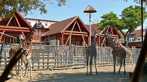 Giraffe Camelopard in Zoo HD Video Footage for your Project Stock Footage 115592619