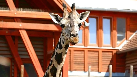 Giraffe Camelopard in Zoo HD Video Footage for your Project Stock Footage 115592886