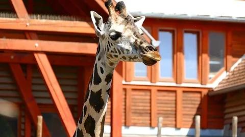 Giraffe Camelopard in Zoo HD Video Footage for your Project Stock Footage 115593057