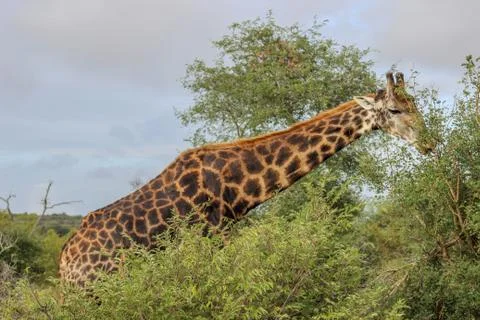 Giraffe ( Camelopardalis ) Stock Photos