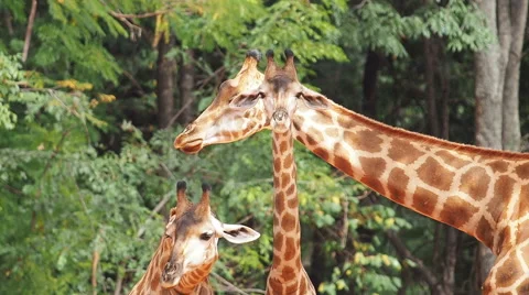 Giraffe Camelopardalis ruminate ,Close-Up. Stock Footage 57499956