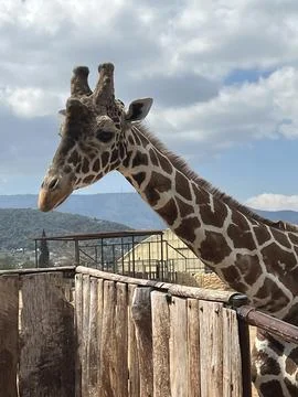 Giraffe in capivity is waiting for the feeding time Stock Photos