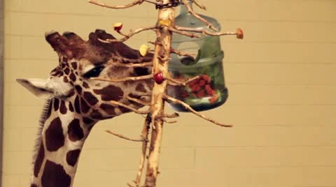 Giraffe in Captivity Stock Footage 10589933
