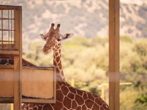 Giraffe in captivity looking at camera Fotos Stock