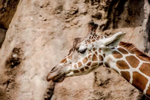 Giraffe in captivity in a zoo Stock Photos