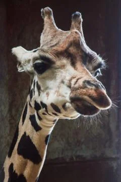 Giraffe in captivity in the zoo Stock Photos