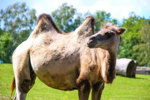Giraffe in captivity in the zoo Stock Photos
