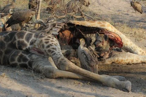 Giraffe Carcass in Africa 스톡 사진