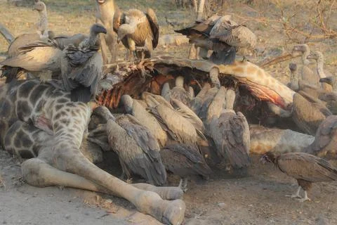 Giraffe Carcass in Africa 스톡 사진