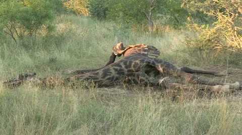 Giraffe carcass Stock Footage 22777091