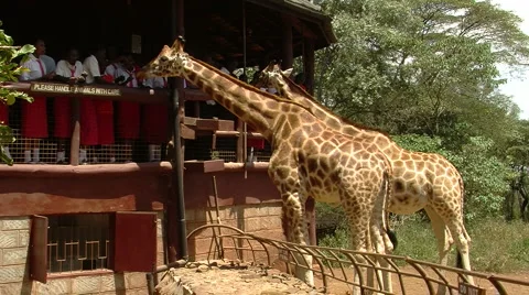 Giraffe center P1 Stockbeeldmateriaal 979718
