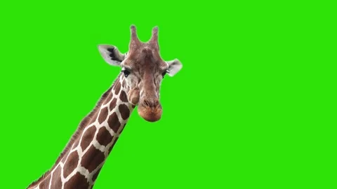 Giraffe chewing and looking at the camera on a green screen Stock Footage 328700453