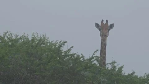Giraffe chewing and staring at the camera during a foggy morning Stock Footage 326355969
