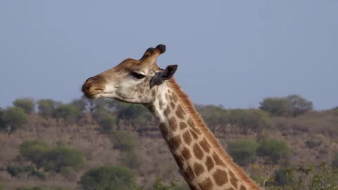 Giraffe chewing and sucking an old bone for nutrition in South Africa Video stock 341477772