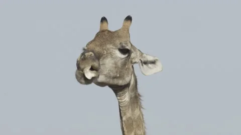 Giraffe chewing on bone Stock Footage 173120077