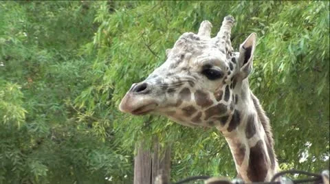 Giraffe Chewing Cud - Extreme Up-Close Stock Footage 12044772