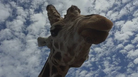 Giraffe chewing fodder Stock Footage 56266300