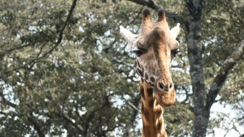 Giraffe chewing food Stock Footage 128644257