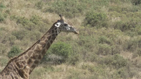 Giraffe Chewing Stock Footage 127999214
