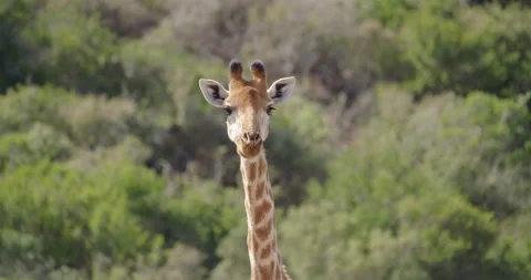 Giraffe Chewing Stock Footage 141943210