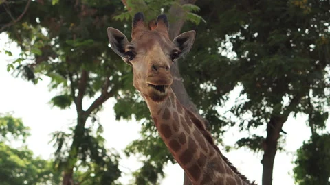 Giraffe chewing grass curious giraffe Stock Footage 186927172