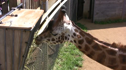 Giraffe chewing grass in a zoo 스톡 동영상 28149751