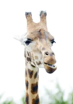 Giraffe chewing Stock Photos