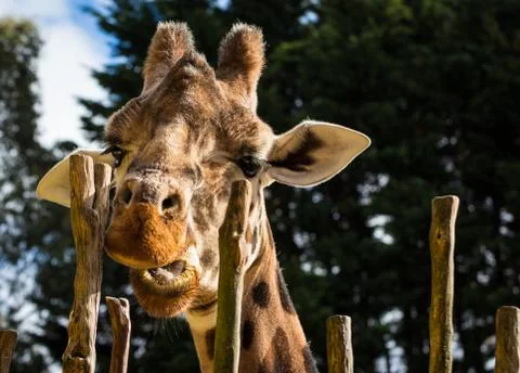 Giraffe chewing Stock Photos