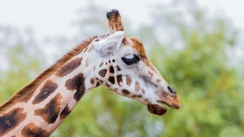 Giraffe chewing Stock Photos