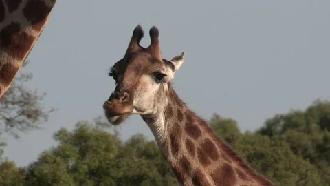 Giraffe chewing / ruminating (wild) - HD Stock Footage 84674470