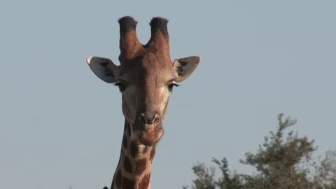 Giraffe chewing / ruminating (wild) - HD Video stock 84674969