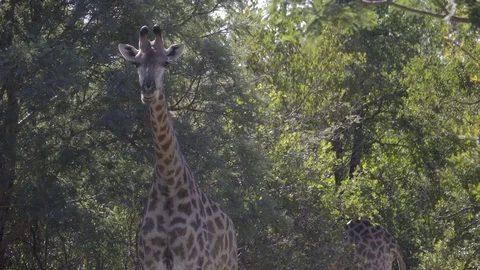 A giraffe chewing in the shade Stock Footage 83624285