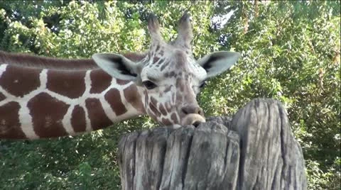 Giraffe Chewing On tree Stump Stock Footage 12045207