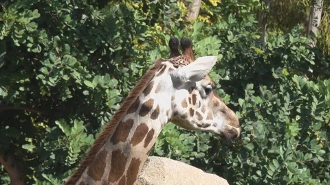The giraffe chews. Close-up portrait Stock Footage 81615543