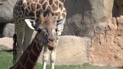 The giraffe chews. Close-up portrait Stock Footage 81656878