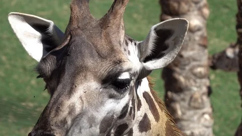 The giraffe chews. Close-up portrait Stock Footage 81793163