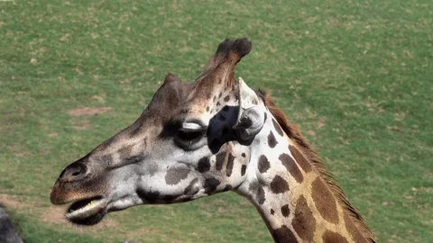 The giraffe chews. Close-up portrait Video stock 101164723
